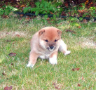 2011年10月27日豆柴の母犬から子犬誕生