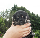 2011年7月14日極小豆柴の母犬から子犬誕生