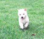 2011年5月8日極小豆柴の母犬から子犬誕生