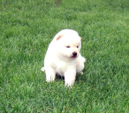 2011年5月24日極小豆柴の母犬から子犬誕生