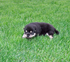 2011年6月4日小柴の母犬と豆柴の父犬から子犬誕生