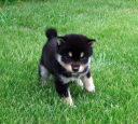 2011年6月14日極小豆柴の母犬から子犬誕生
