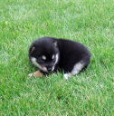 2011年6月27日極小豆柴の母犬から子犬誕生