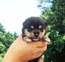 2011年6月27日白豆柴の母犬から子犬誕生