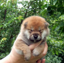 2011年7月4日極小豆柴の母犬から子犬誕生