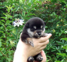 2011年7月5日極小豆柴の母犬から子犬誕生