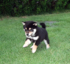 2011年7月8日黒豆柴の母犬から子犬誕生