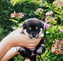 2011年7月9日極小豆柴の母犬から子犬誕生