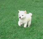 2011年7月12日極小豆柴の母犬から子犬誕生