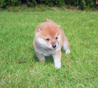 2011年9月4日極小豆柴の母犬から子犬誕生