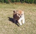 2011年10月28日小豆柴の母犬から子犬誕生