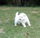 2011年10月28日白豆柴の母犬から子犬誕生