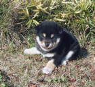 2011年11月28日極小豆柴の母犬から子犬誕生