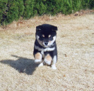 2011年11月20日極小豆柴の母犬から子犬誕生