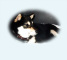 2012年1月22日極小豆柴の母犬から子犬誕生