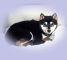 2012年1月25日極小豆柴の母犬から子犬誕生