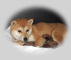 2012年3月7日極小豆柴の母犬から子犬誕生