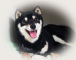 2012年3月9日極小豆柴の母犬から子犬誕生