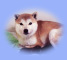 2012年3月13日極小豆柴の母犬から子犬誕生