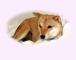 2012年3月28日極小豆柴の母犬から子犬誕生