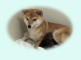 2012年3月16日豆柴の母犬から子犬誕生
