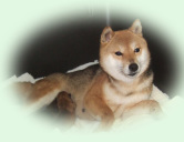 2012年3月21日極小豆柴の母犬から子犬誕生