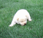 2011年6月24日極小豆柴の母犬から子犬誕生