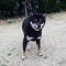 2012年3月3日極小豆柴の母犬から子犬誕生