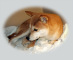 2012年3月4日小柴の母犬と豆柴の父犬から子犬誕生
