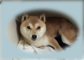 2012年3月11日極小豆柴の母犬から子犬誕生