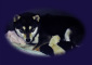 2012年3月15日極小豆柴の母犬から子犬誕生