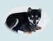 2012年3月18日小豆柴の母犬から子犬誕生