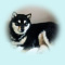 2012年4月19日極小豆柴の母犬から子犬誕生