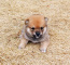 2012年1月23日小豆柴の母犬から子犬誕生
