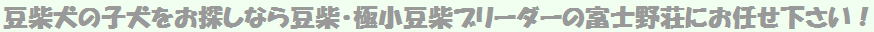 豆芝犬の子犬をお探しなら豆芝・極小ブリーダーの富士野荘にお任せ下さい！