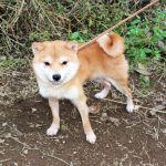 豆柴犬　種雄ハルヒくん