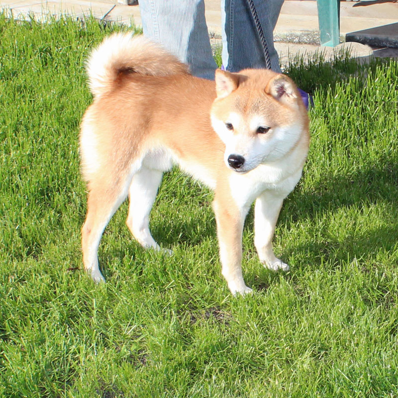 種雄♂　豆柴犬　ハヤブサくん