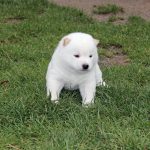 Bébé Shiba Inu Mame Blanc