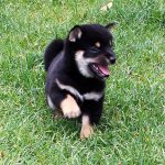 Bébé Shiba Inu Mame Noir & Feu