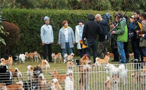 豆柴犬　テレビ撮影の風景