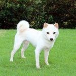 Mame Shiba Inu Blanc