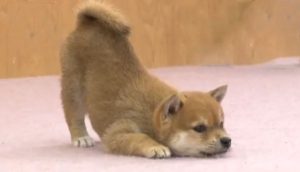 豆柴子犬の遊ぶ姿