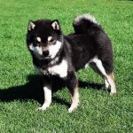 Mame Shiba Inu Noir & Feu