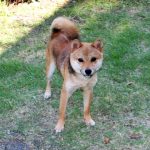 Mame Shiba Inu Sésame