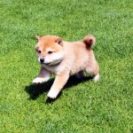 Bébé Shiba Inu Mame Roux