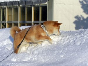 北海道の小太郎くん