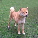 Mame Shiba Inu Roux