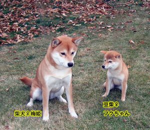 Les deux chiens sont adultes. Gauche: Shiba Inu normal, Droite: Mame Shiba Inu