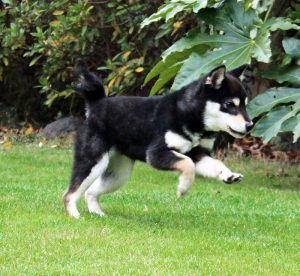 豆柴成犬の走る姿