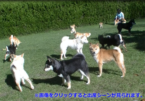 柴犬 訓練の様子